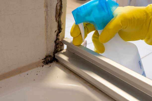Best Black Mold Removal  in Bear Rocks, PA