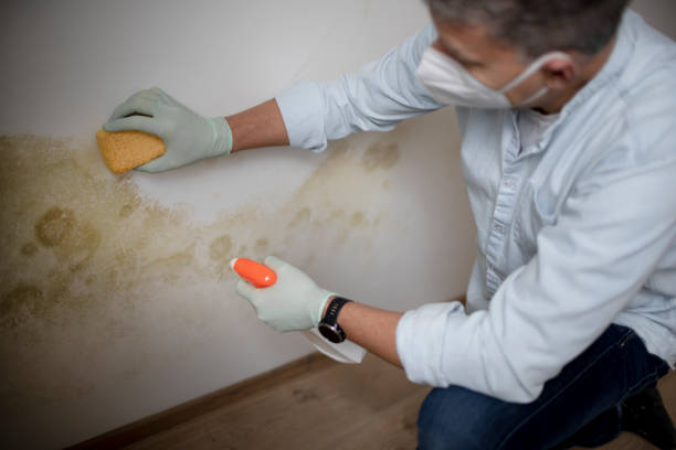 Best Best Mold Removal Companies  in Bear Rocks, PA