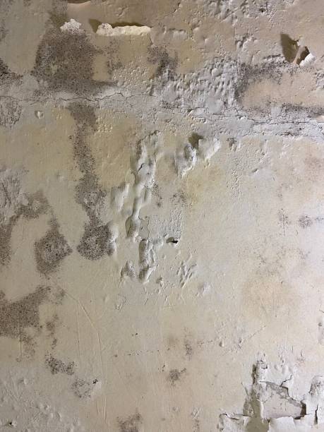 Best Mold Removal Company Near Me  in Bear Rocks, PA