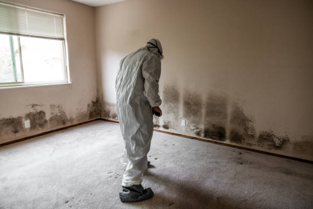 Certified Mold Removal in Bear Rocks, PA