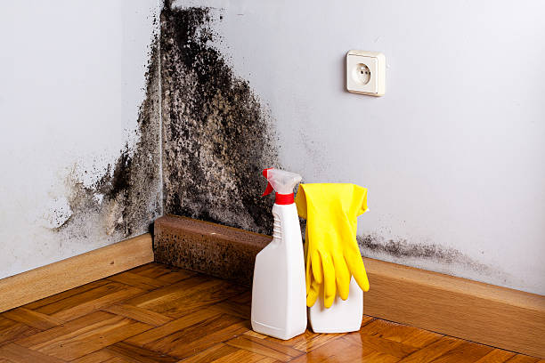 Home Mold Removal in Bear Rocks, PA