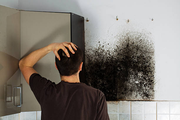 Best Attic Mold Removal  in Bear Rocks, PA