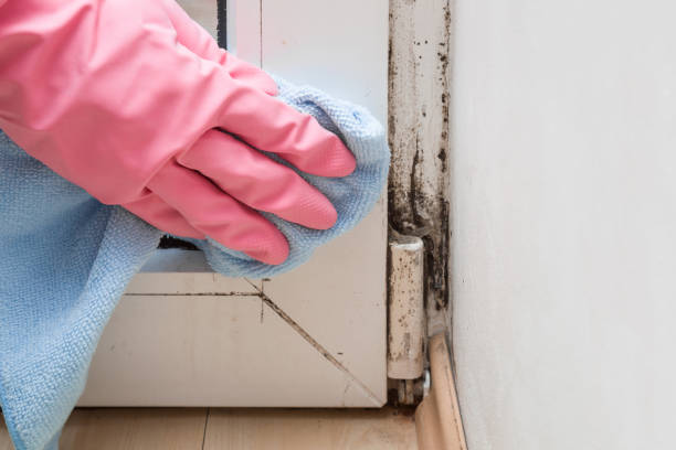 Best Affordable Mold Removal  in Bear Rocks, PA