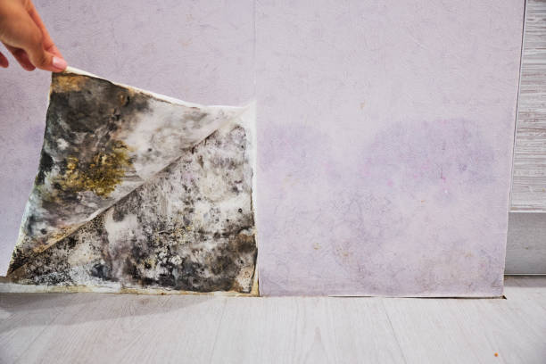 Best Black Mold Removal  in Bear Rocks, PA